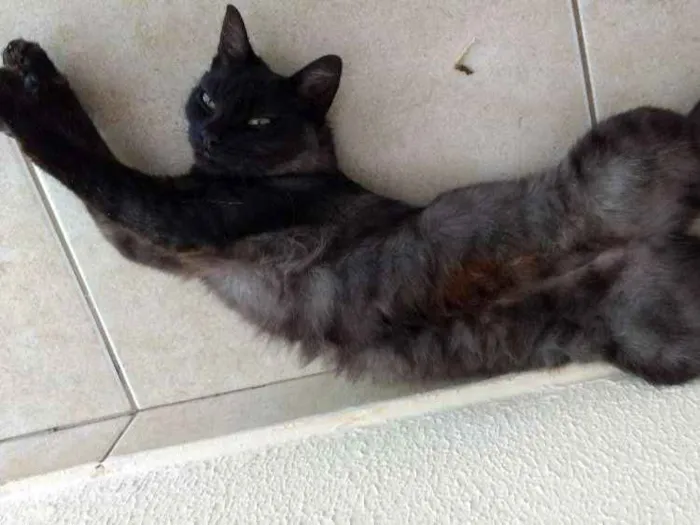 Gato ra a Vira lata idade 1 ano nome Joana