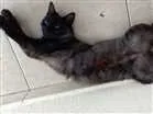 Gato raça Vira lata idade 1 ano nome Joana