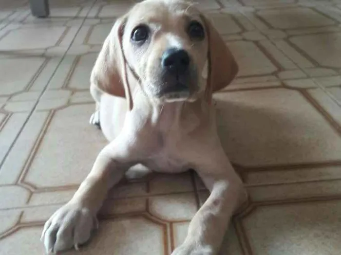 Cachorro ra a pincher com coocker idade 2 a 6 meses nome todos