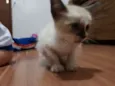 Fofinha