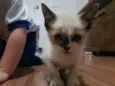 Fofinha