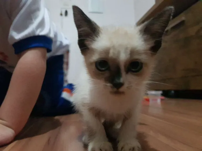 Gato ra a Nao sei idade 2 a 6 meses nome Fofinha