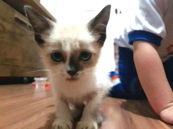 Gato ra a Nao sei idade 2 a 6 meses nome Fofinha