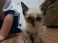Fofinha