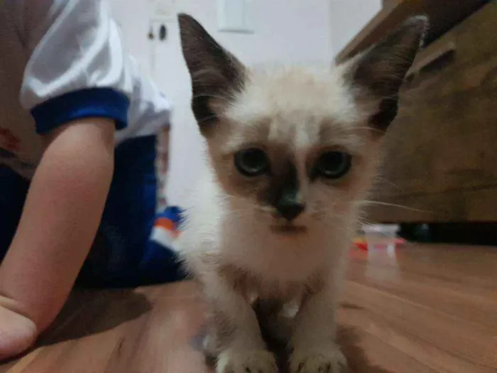 Gato ra a Nao sei idade 2 a 6 meses nome Fofinha