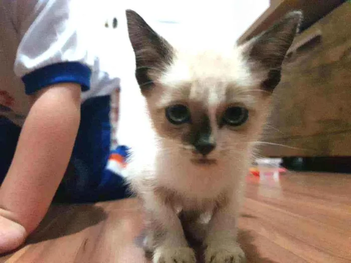 Gato ra a Nao sei idade 2 a 6 meses nome Fofinha