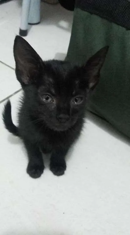 Gato ra a sem raça idade 2 a 6 meses nome sem nome