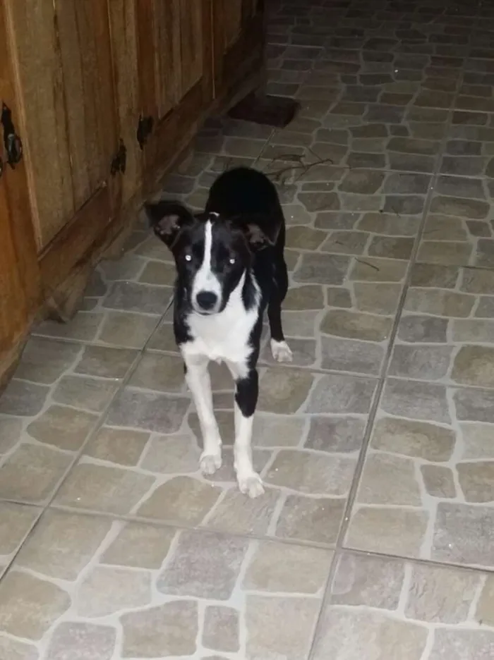 Cachorro raça Fox paulistinha com srd idade 7 a 11 meses nome Mona Lisa