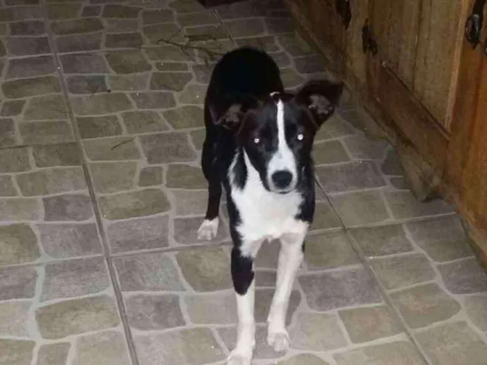 Cachorro raça Fox paulistinha com srd idade 7 a 11 meses nome Mona Lisa