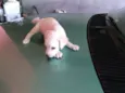 cachorrinhas