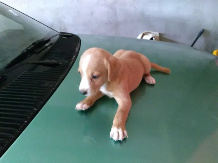 Cachorro ra a vira latas idade Abaixo de 2 meses nome cachorrinhas