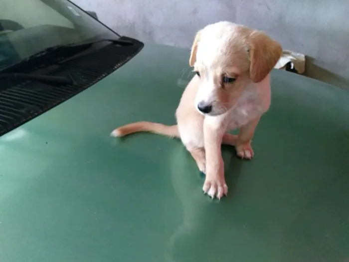 Cachorro ra a vira latas idade Abaixo de 2 meses nome cachorrinhas