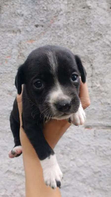 Cachorro ra a mista idade 2 a 6 meses nome brigadeiro