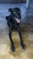 Pretinha