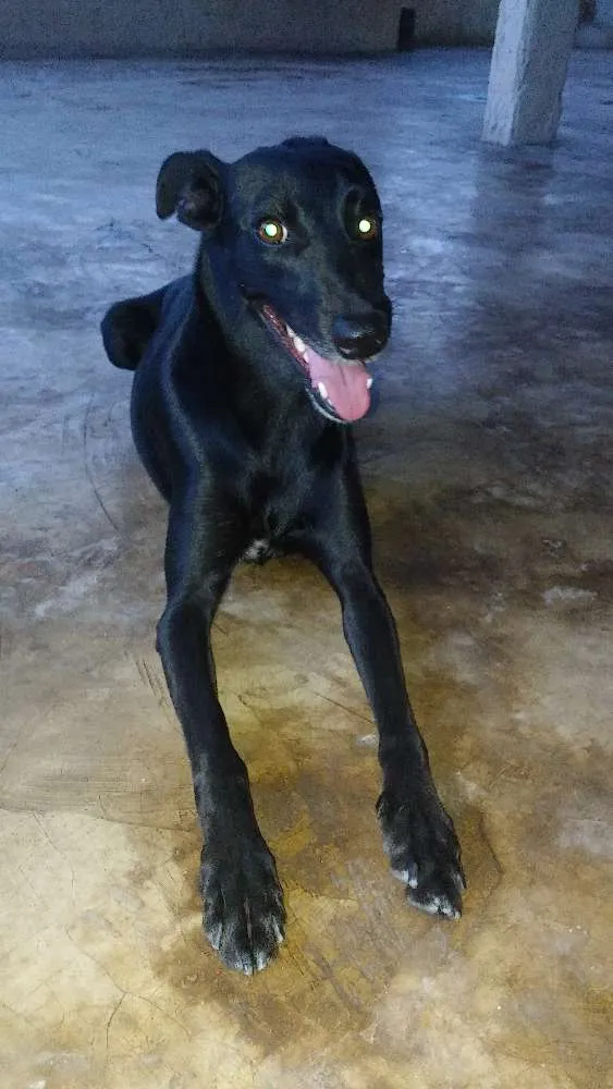 Cachorro raça SRD idade 1 ano nome Pretinha