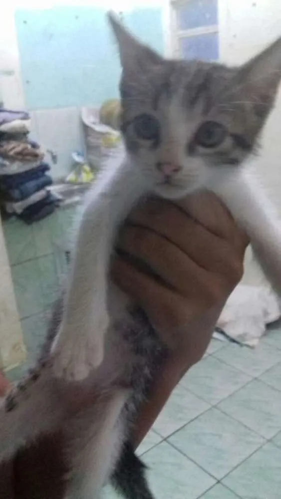 Gato ra a SRD idade 2 a 6 meses nome Não tem