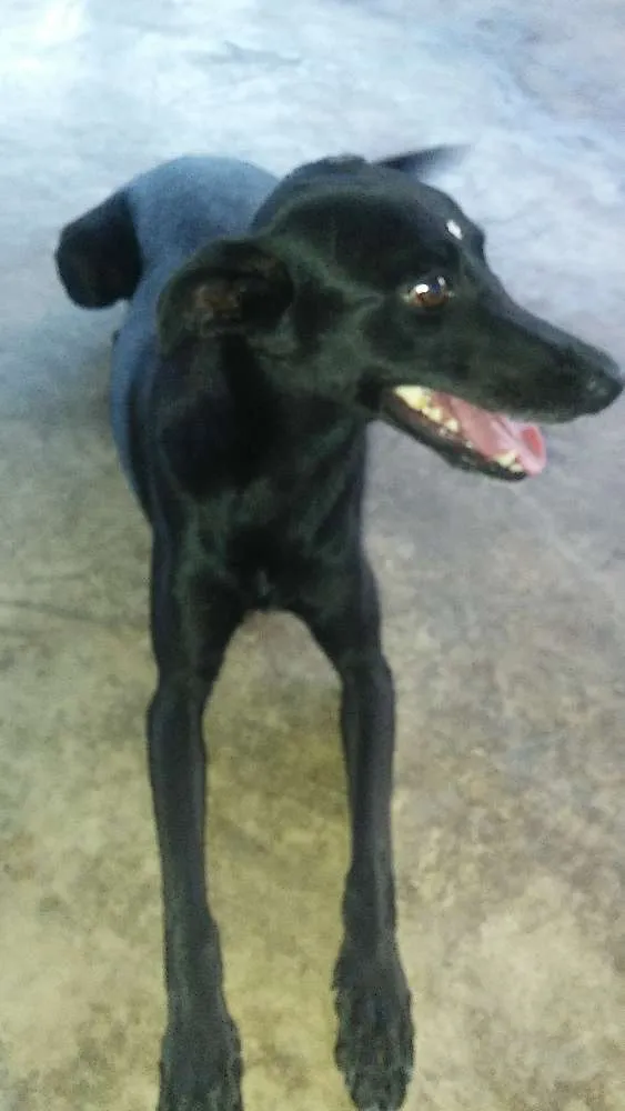 Cachorro raça SRD idade 1 ano nome Pretinha