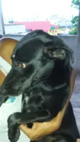 Pretinha