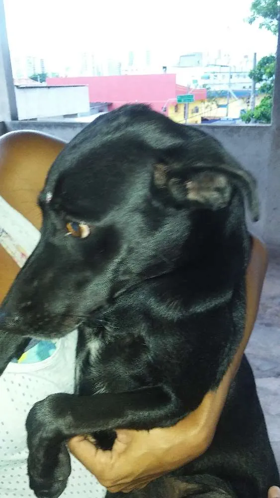 Cachorro raça SRD idade 1 ano nome Pretinha