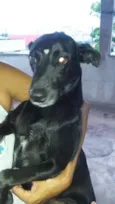 Pretinha