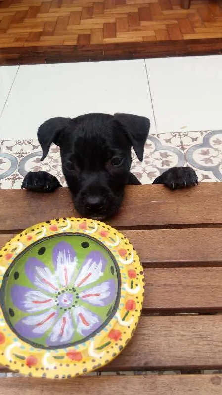 Cachorro ra a SRD idade 2 a 6 meses nome Black