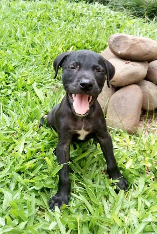 Cachorro ra a SRD idade 2 a 6 meses nome Black