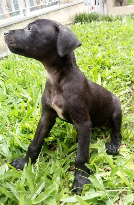 Cachorro ra a SRD idade 2 a 6 meses nome Black