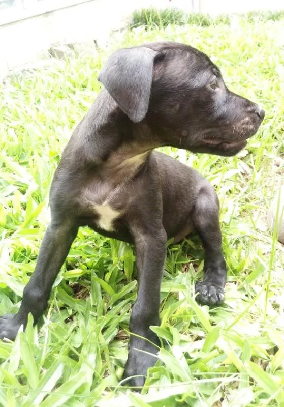 Cachorro ra a SRD idade 2 a 6 meses nome Black