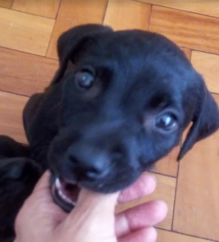 Cachorro ra a SRD idade 2 a 6 meses nome Black
