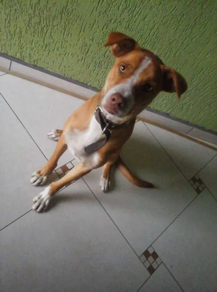 Cachorro ra a Raça indefinida idade 2 anos nome Bidu