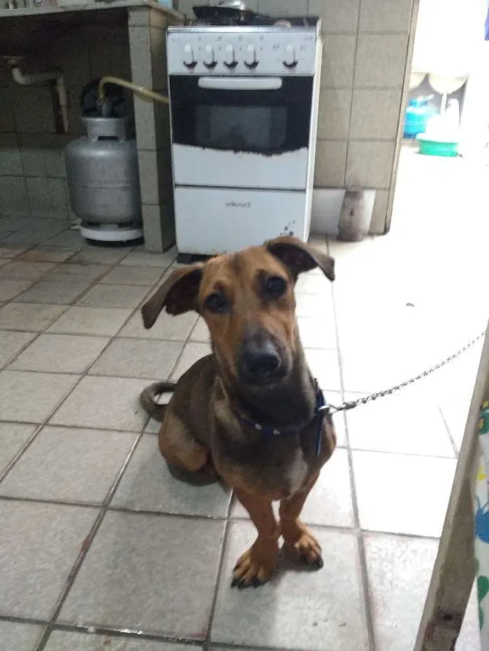 Cachorro ra a Indefinida  idade 7 a 11 meses nome Tina Turner
