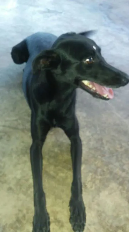 Cachorro raça SRD idade 2 anos nome Pretinha