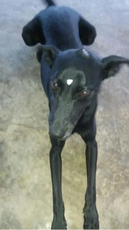 Cachorro raça SRD idade 2 anos nome Pretinha