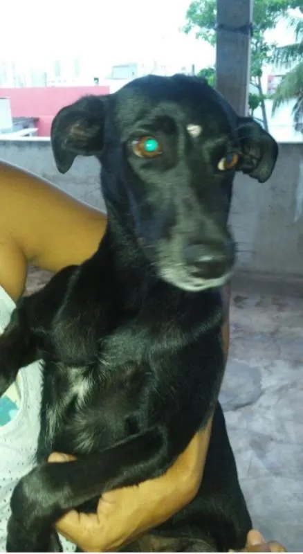 Cachorro raça SRD idade 2 anos nome Pretinha