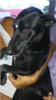 Pretinha