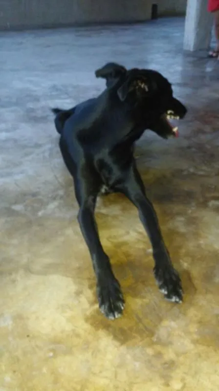 Cachorro raça SRD idade 2 anos nome Pretinha