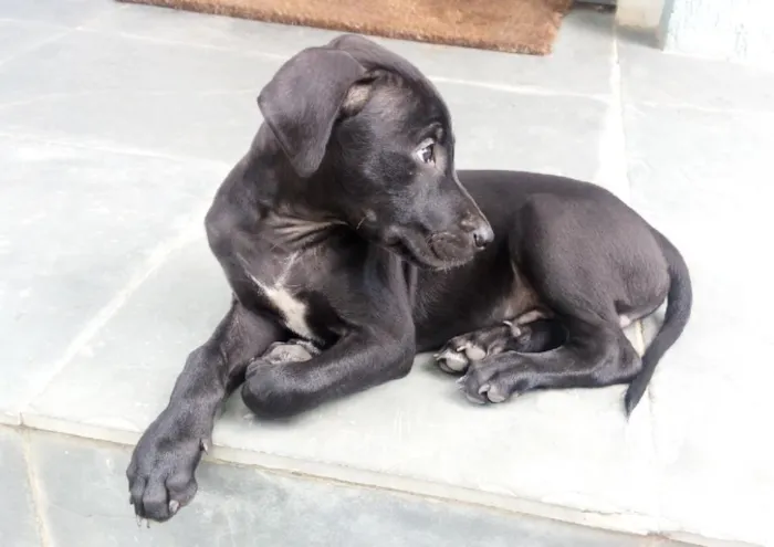 Cachorro ra a SRD idade 2 a 6 meses nome Black