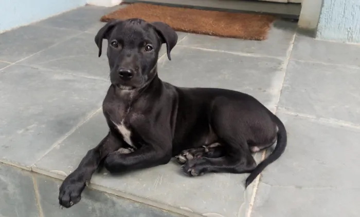 Cachorro ra a SRD idade 2 a 6 meses nome Black
