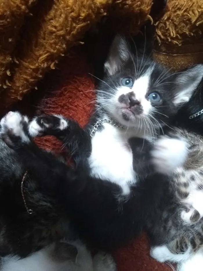 Gato ra a S.R.D idade Abaixo de 2 meses nome A escolha