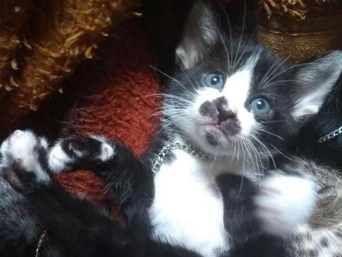 Gato ra a S.R.D idade Abaixo de 2 meses nome A escolha