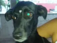 Pretinha