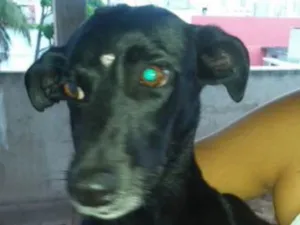 Cachorro raça SRD idade 2 anos nome Pretinha