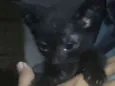 Banguela