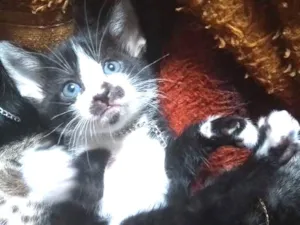 Gato raça S.R.D idade Abaixo de 2 meses nome A escolha