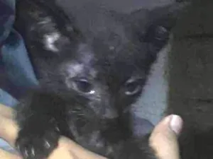 Gato raça SRD idade 2 a 6 meses nome Banguela