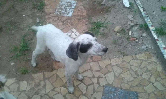 Cachorro ra a mix idade 2 a 6 meses nome clara