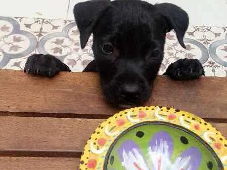 Cachorro ra a SRD idade 2 a 6 meses nome Black