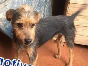 Cachorro raça Misturado c sem raca idade 1 ano nome Vitor