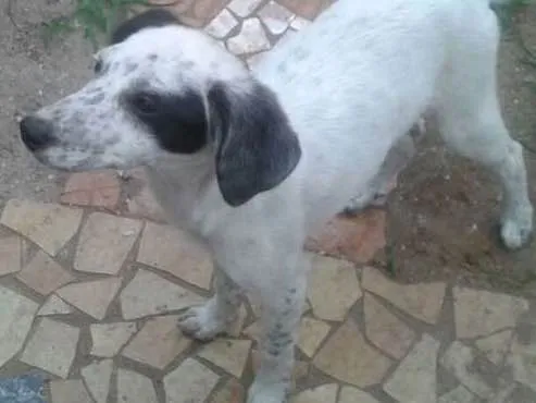 Cachorro ra a mix idade 2 a 6 meses nome clara