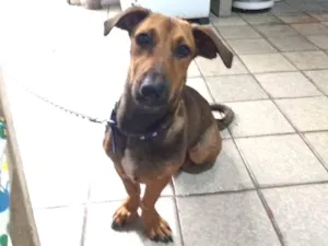 Cachorro raça Indefinida  idade 7 a 11 meses nome Tina Turner